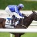 Cheltenham Festival 2024 Ante-Post Markets