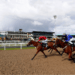 Lucky 15 Tips (18/03/23) – Veteran Thereisnodoubt to make a splash at soggy Newcastle