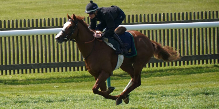 Dubai Mile horse image