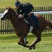 Dubai Mile horse image