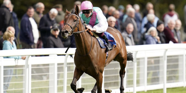 Bluestocking horse image