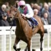 Bluestocking horse image