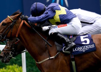 Jumbly horse image
