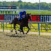 Military Order horse image