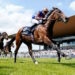 Paddington horse image