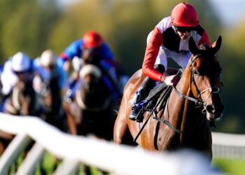 Poker Face horse image