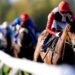 Poker Face horse image