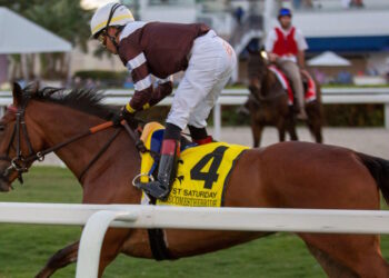 Spendarella horse image