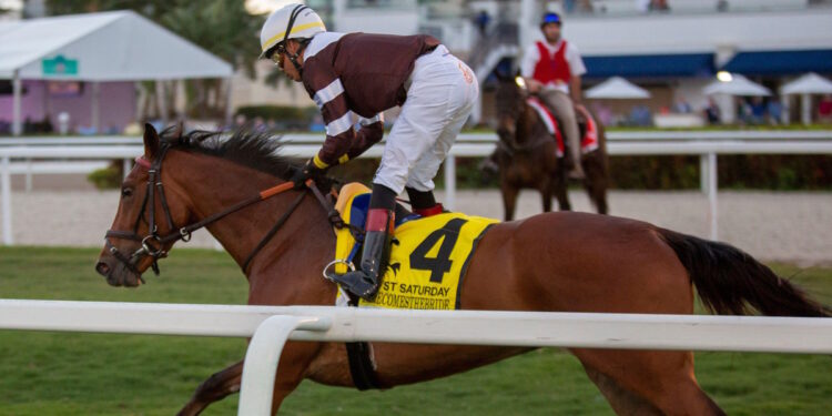 Spendarella horse image