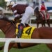 Spendarella horse image