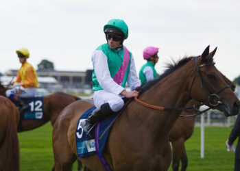 Time Lock horse image