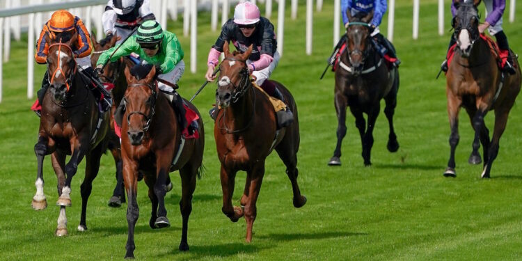 Vino Victrix horse image