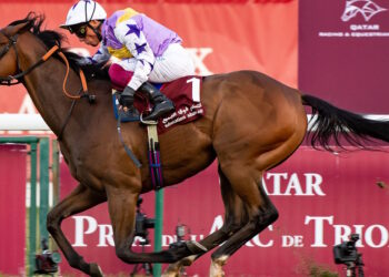 Kinross horse image